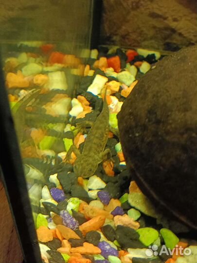 Аквариум 60л