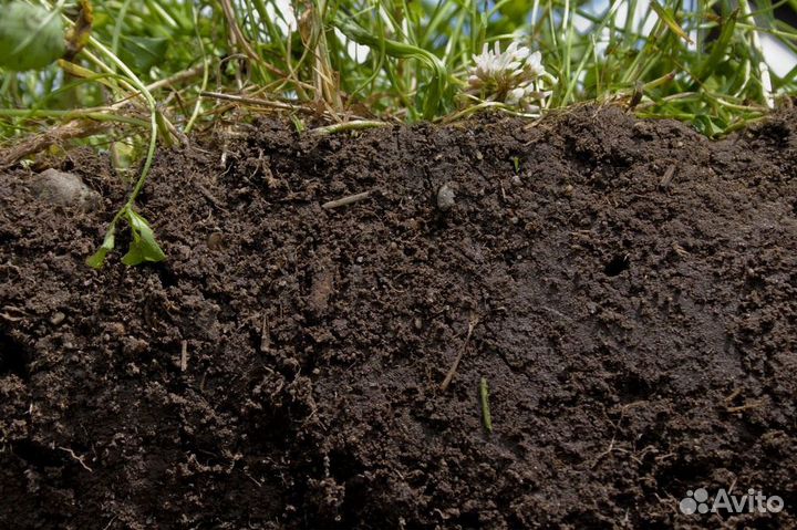 Чернозём луговой, навоз