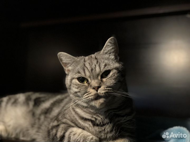 Зоогостиница/Зооняня/Стрижка/Передержка кошек