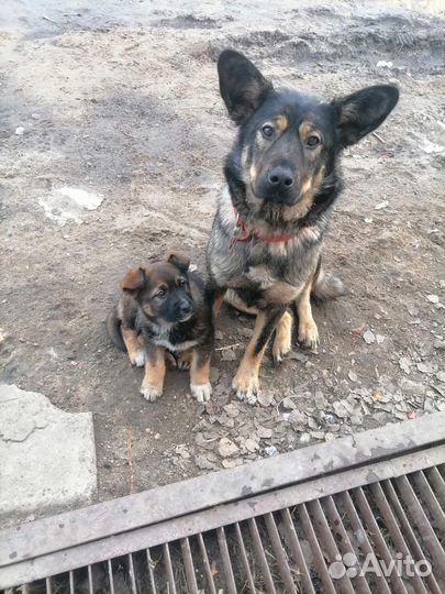 Собака в добрые руки отдам бесплатно