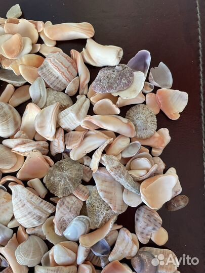 Ракушки для аквариума/декора/поделок
