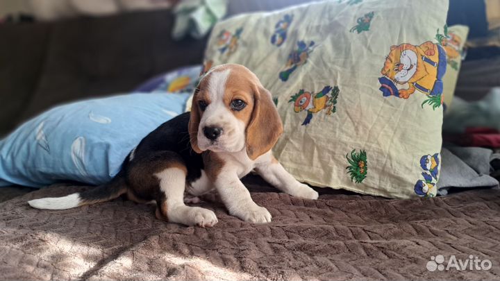 Щенки бигля