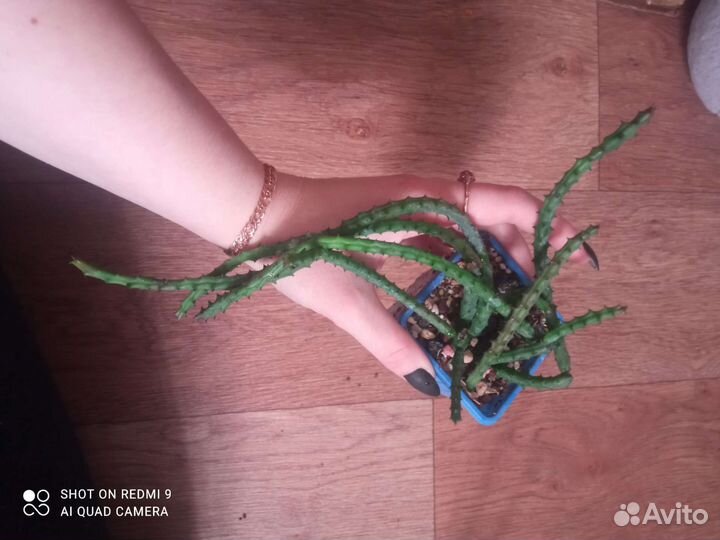 Суккуленты, орбея