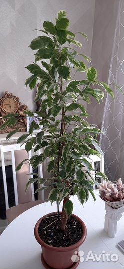 Фикус бенджамина