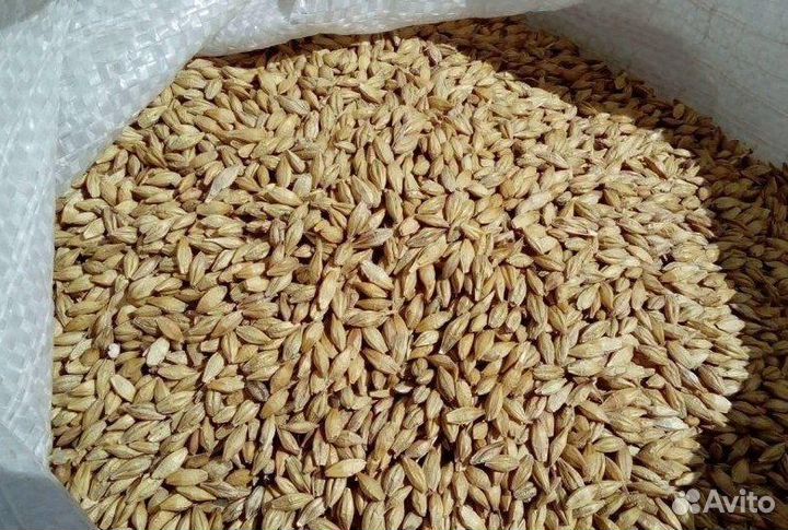 Зерно пшеница и ячмень 1650кг