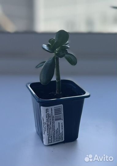 Толстянка - денежное дерево