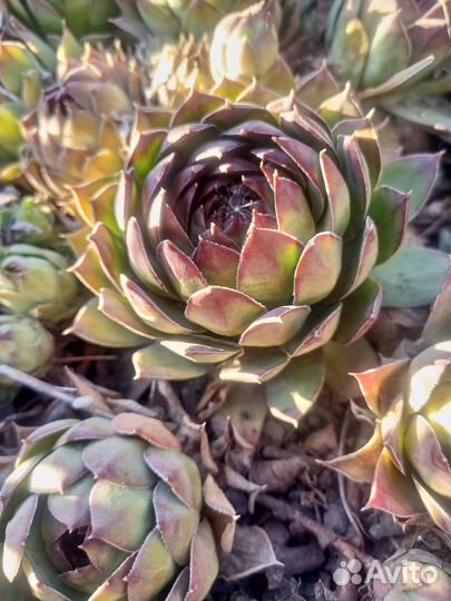 Суккуленты