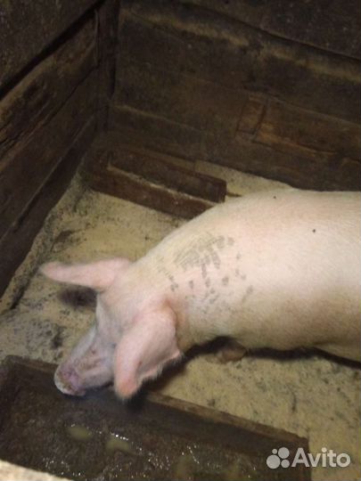 Поросенок ландрас