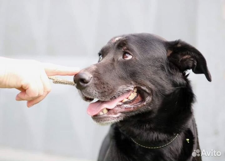 Домашняя собака попала в приют