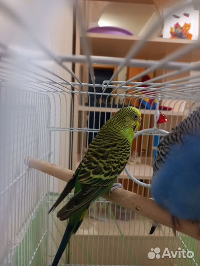 Попугай с клеткой