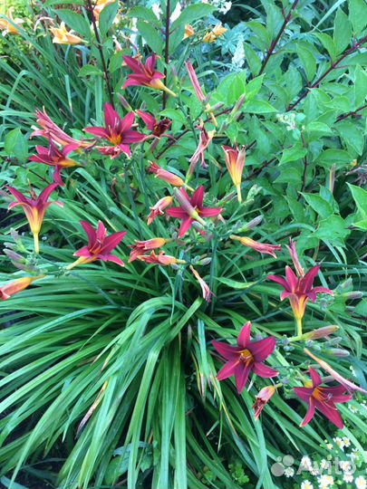 Лилейник бордовый