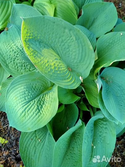 Голубые хосты