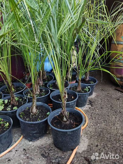 Пальма Бутия, сабаль,хамеропс, финик