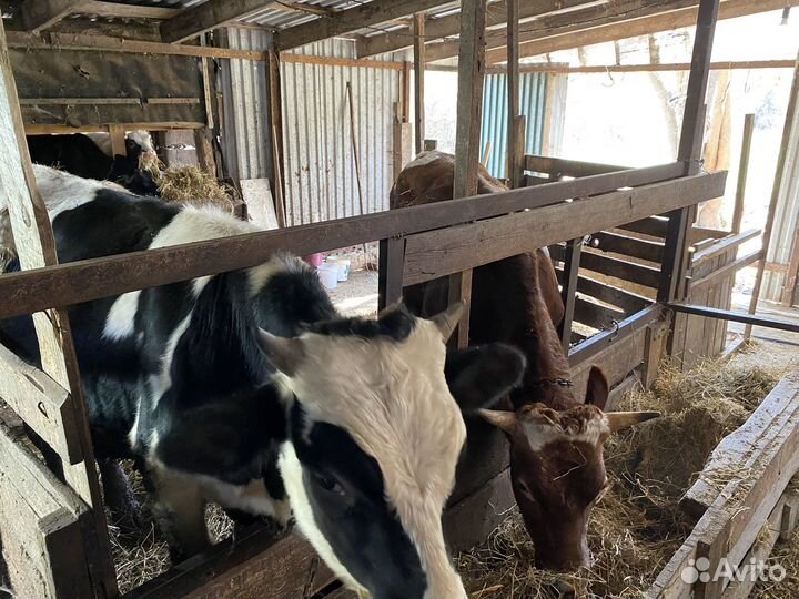 Бычки телки