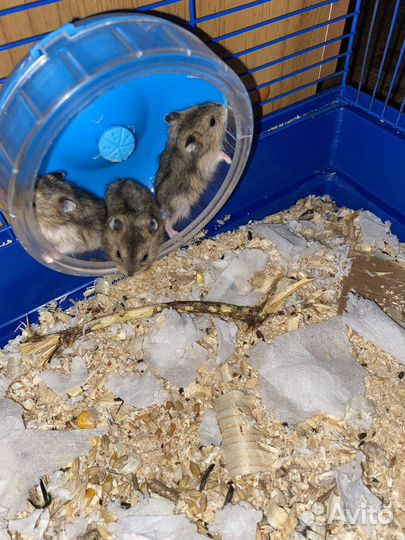 Джунгарский хомяк