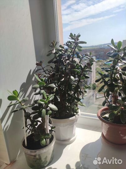 Комнатные растения