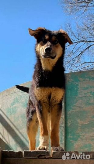 Щенки мальчики в добрые руки, 8 мес