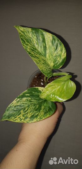 Комнатные растения