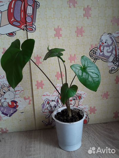 Комнатные растения цветы сингониум