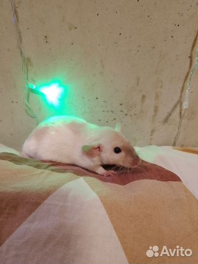 Крыса дамбо и дамбо-рекс