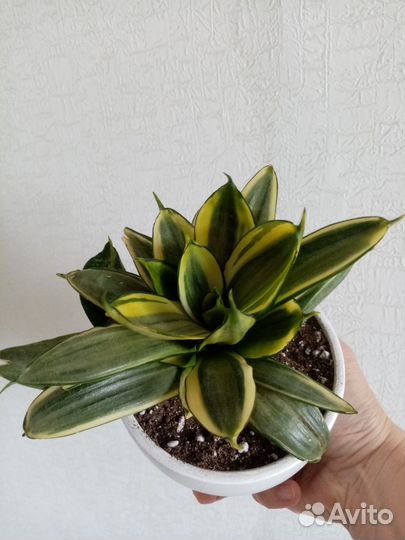 Сансевиерия ханни