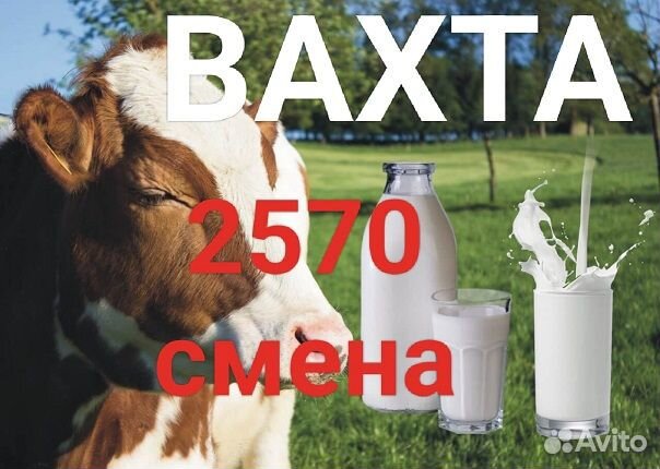 Стикеровщик молочной продукции/Вахта без опыта