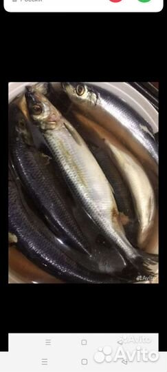 Скумбрия холодного копчения