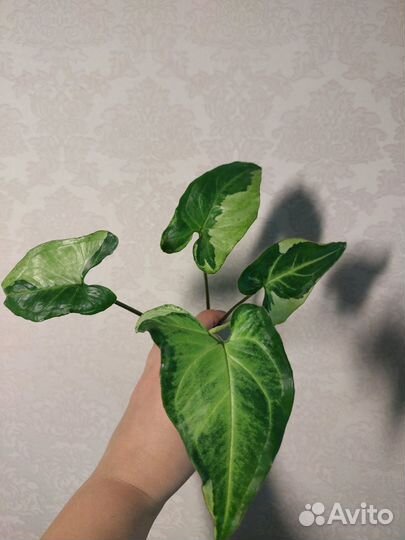 Сингониумы сортовые