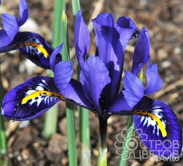 Ирисы, птицемлечник, мускари махровые голубые