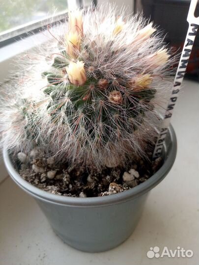 Кактус цветущий