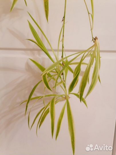 Хлорофитум