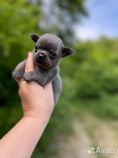 Мальчики чихуа (разные окрасы)