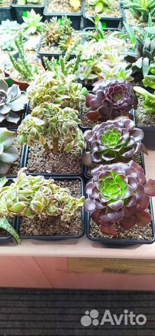 Суккуленты много разных