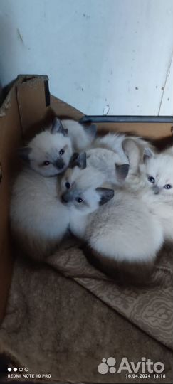 Кошки в добрые руки бесплатно