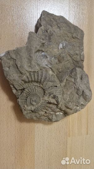 Окаменелости аммонит