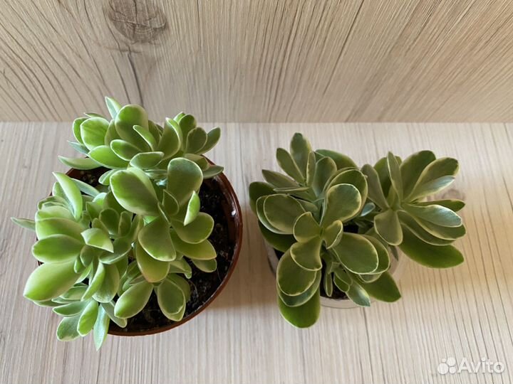 Крассула мани мейкер вар мерлизон 2 династия даджи