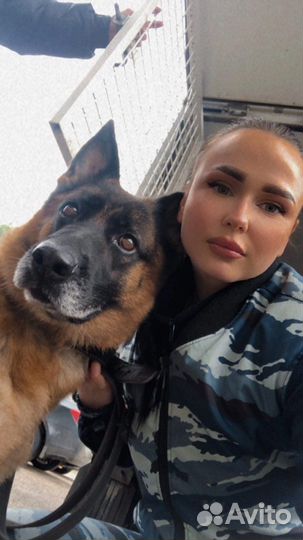 Консультация кинолога с выездом на дом