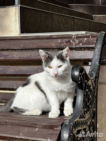 Кошки в добрые руки бесплатно