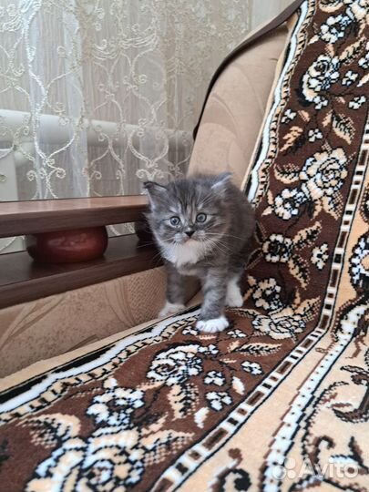 Котята-пушистики