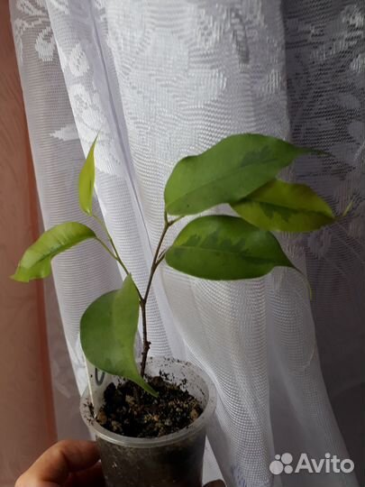 Комнатные цветы