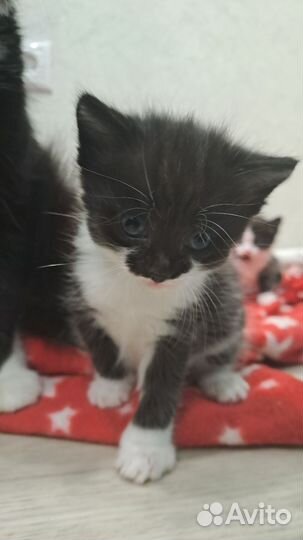 Котята в дар