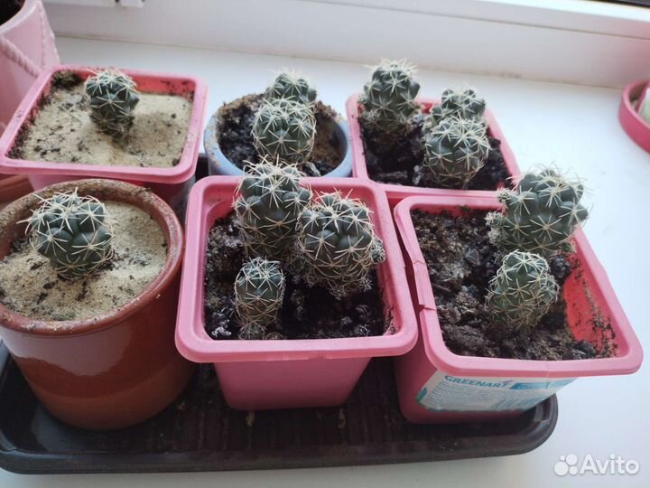 Кактус Корифанта