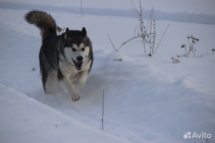 Аляскинский маламут шикарная девочка