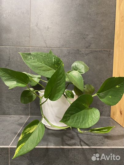 Сциндапсус или Эпипремнум золотистый вариегатный