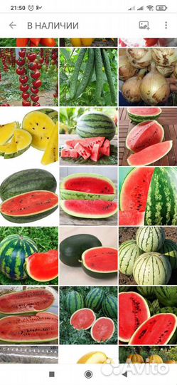 Семена томатов