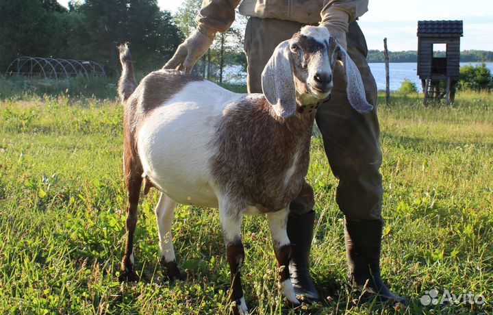 Продам нубийскую козу