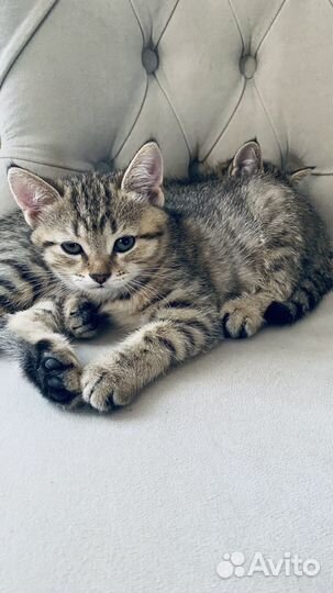 Британские котята