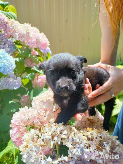 Собаки бесплатно в добрые руки щенки