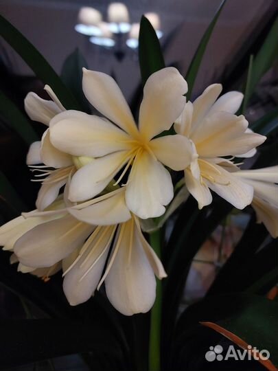 Кливия Цитрина желтая