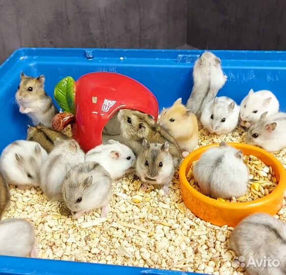 Джунгарский хомяк